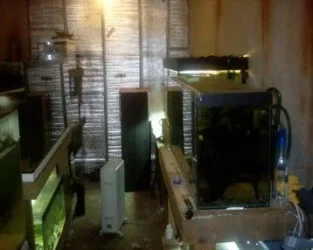 fishroom_pictures_002.webp