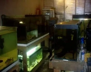 fishroom_pictures_004.webp
