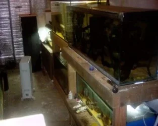 fishroom_pictures_005.webp