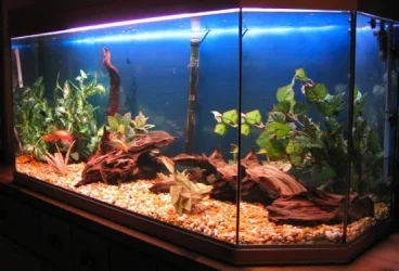 sidetank600red.webp