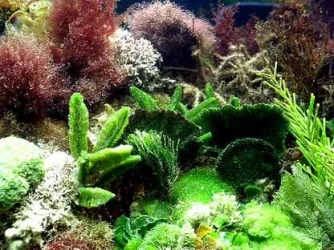 resizedmarineplanttank.webp