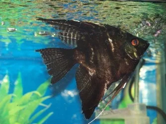 angel.webp angel.webp