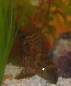 pleco3.webp