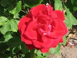 bobs_red_rose.webp