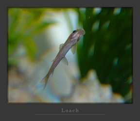 loach.jpg loach.jpg