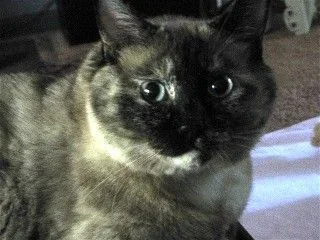 Web_Phoebe.webp