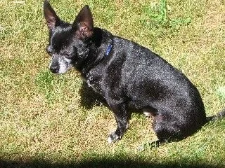Web_booboo_puppy.webp