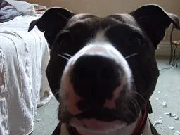 Lola.webp