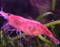 Nano_524.jpg Nano_524.jpg