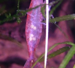 Nano_553.jpg Nano_553.jpg