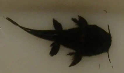 CATFISHY.webp
