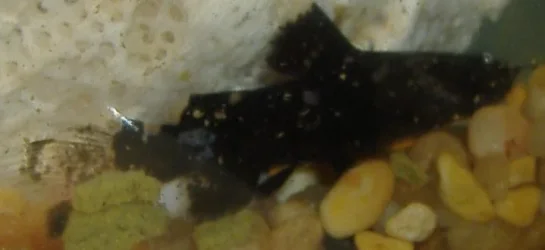 catfish1.webp