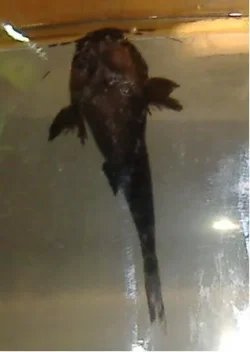 catfish.webp