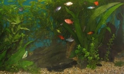 IMG_0239.JPG IMG_0239.JPG