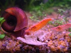 cherysnail.JPG cherysnail.JPG