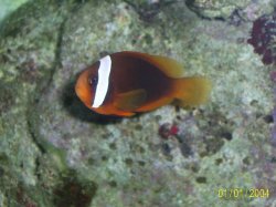 Tomato_Clownfish.JPG