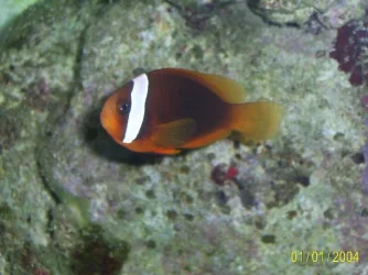 Tomato_Clownfish.webp Tomato_Clownfish.webp