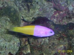 Bicolour_Pseudochromis.jpg