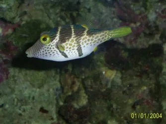 Valentini_Pufferfish.webp Valentini_Pufferfish.webp