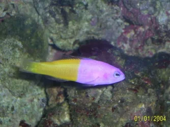 Bicolour_Pseudochromis.webp