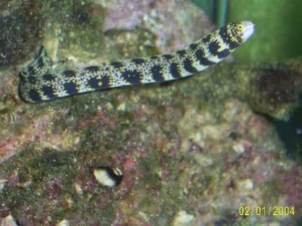 Snowflake_Eel.webp