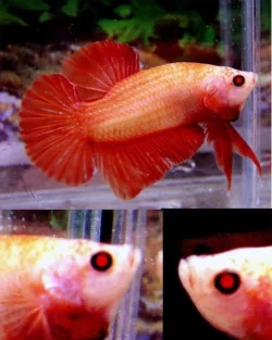 PK__Red_Eyes___Red_Fins_.webp