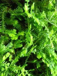 IMG_1301verysmall.webp IMG_1301verysmall.webp