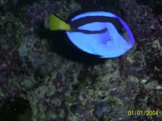 Blue_Tang.webp Blue_Tang.webp