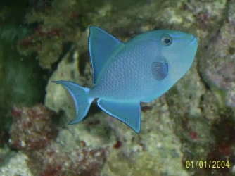 Niger_Triggerfish.webp Niger_Triggerfish.webp
