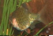 pic1.JPG