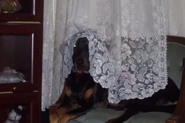 Resses_wedding.webp