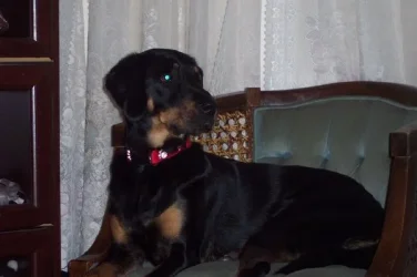 reese_on_Guard_Duty.webp