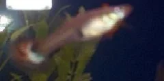 dark_guppie.webp