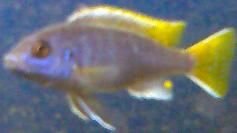 Blueyellow1.JPG Blueyellow1.JPG