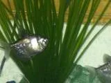 th_fish.webp