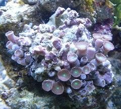 pic57_buttonpolyp.jpg