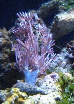 pic58_pulsingxenia.jpg pic58_pulsingxenia.jpg