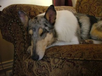 bri_on_couch.jpg bri_on_couch.jpg