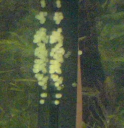 DSC00077.webp