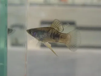 Phallichthys_amates_amates.webp