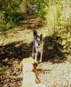 bri_dog_park.webp bri_dog_park.webp