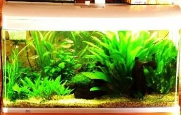 tanktoday.JPG tanktoday.JPG