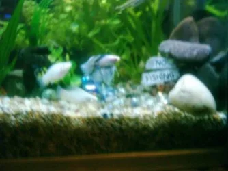 fishypics_005.webp