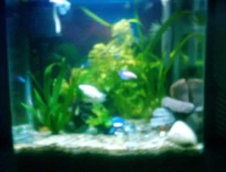 fishypics_001.webp
