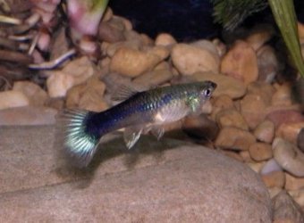 guppy_gal.jpg
