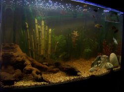 pic_of_whole_tank_paint.JPG pic_of_whole_tank_paint.JPG
