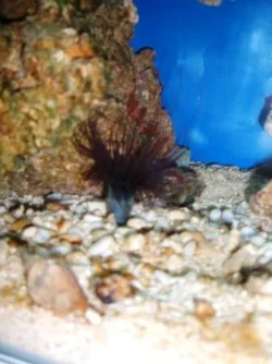 purple_anenome.webp