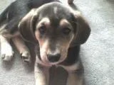 Lola.webp