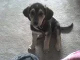 Lola2.webp