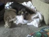 Lola4.webp